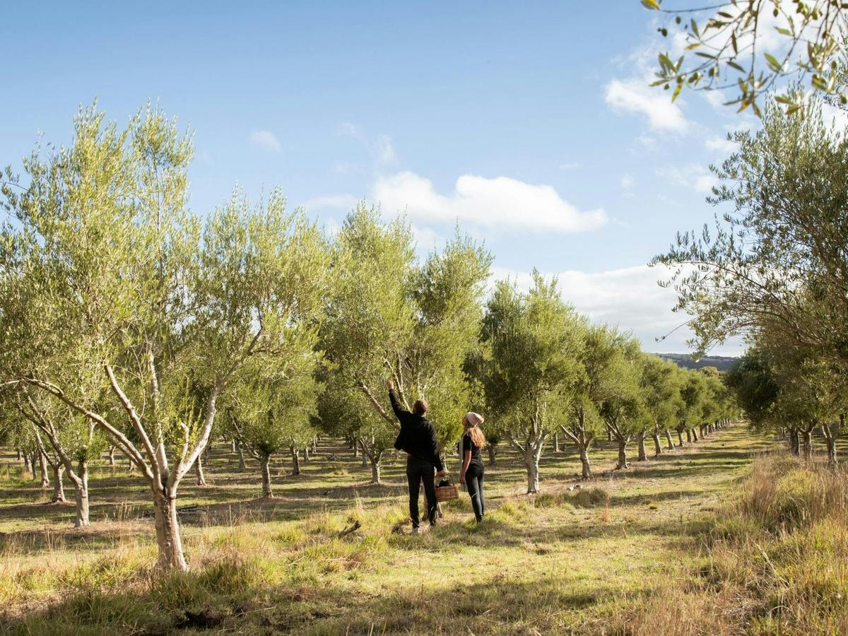 Peninsula Providore Farm Pick Your Own Olives Tour