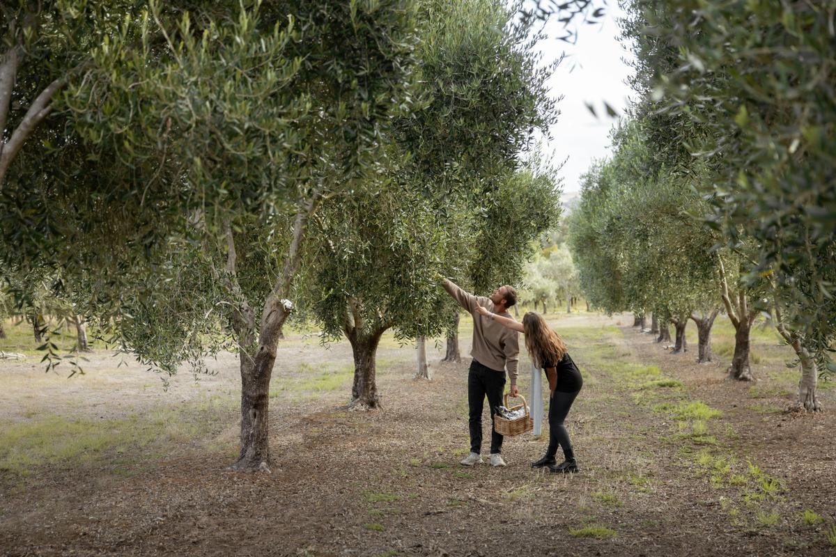 People on Grove Discovery Tour at Peninsula Providore looking at olive trees
