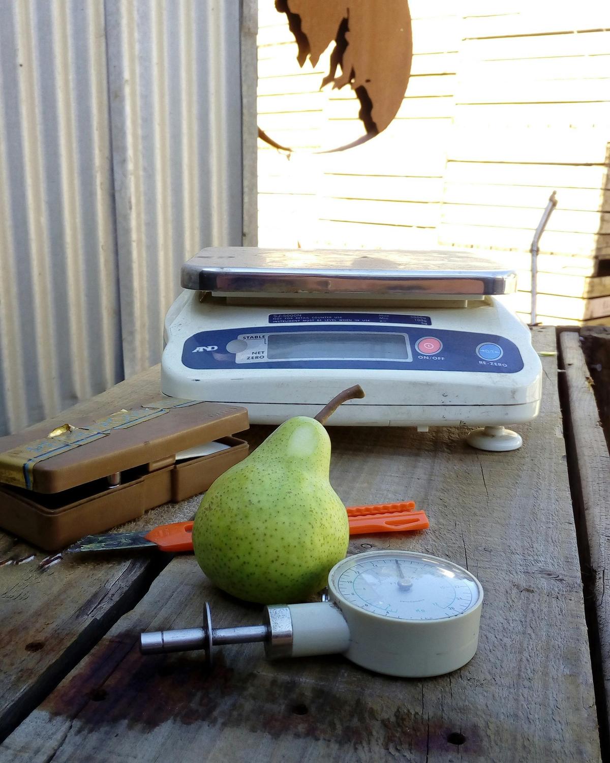 Testing fruit maturity prior to harvest