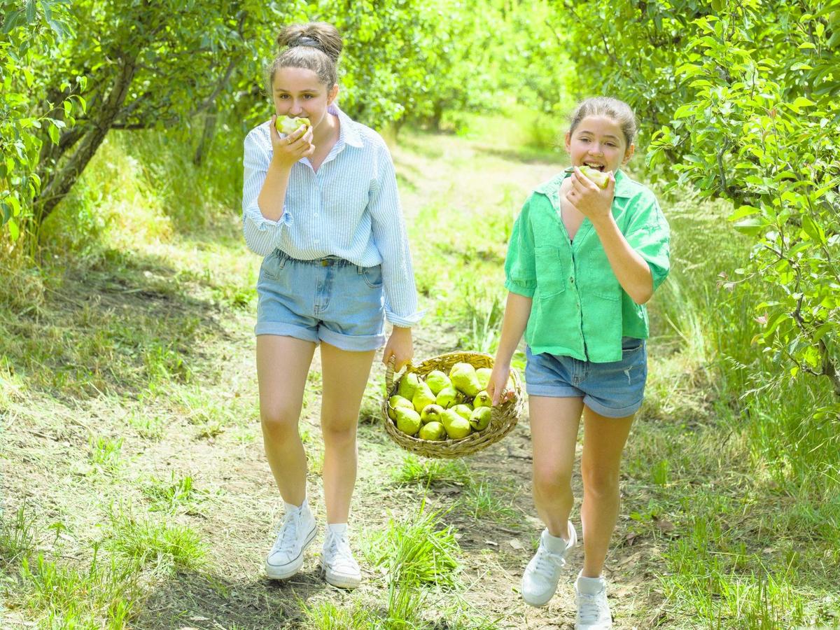 Pick Your Own Organic Pears