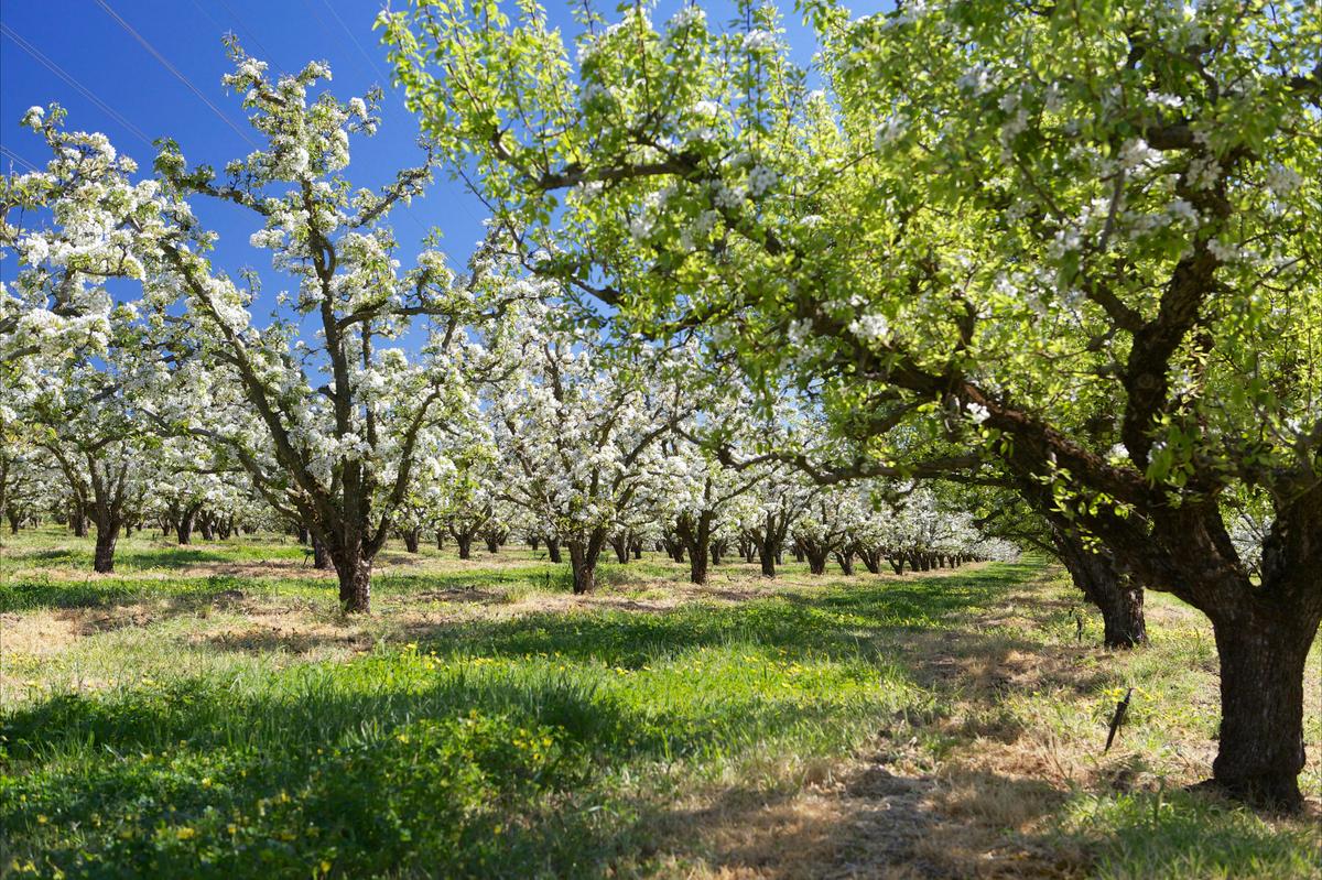Paracombe Premium Perry - Chamberlain Orchards