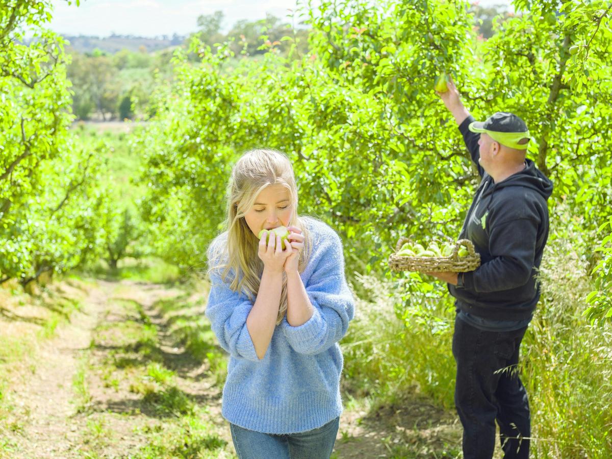 Pick Your Own Organic Pears