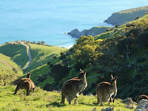 Road to Kangaroo Island