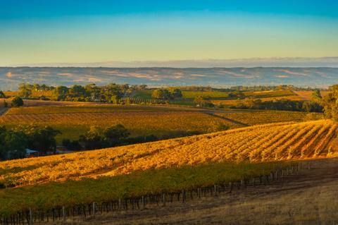 Ox Hardy Wines