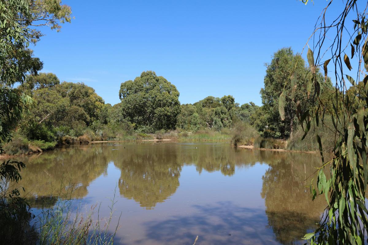Oaklands Wetland
