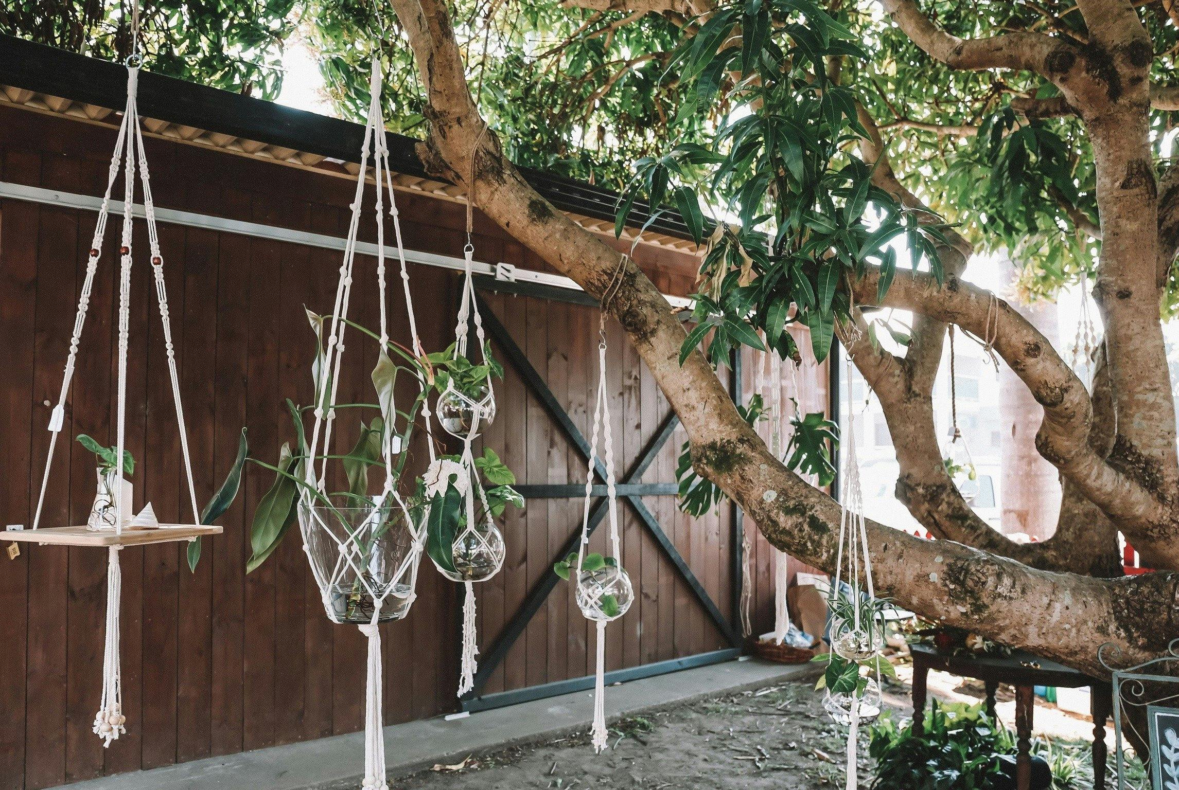 The Hub_Gladstone_Outside Tree_Macleay Valley Coast