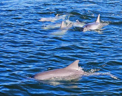 90 Minute Dolphin and Ships Graveyard Cruise