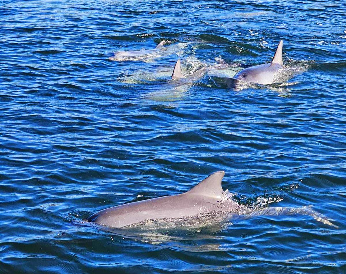2-Hour Dolphin and Maritime Cruise