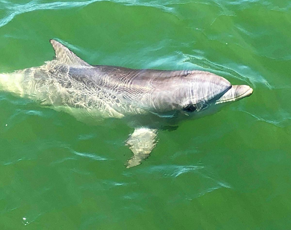 90 Minute Dolphin and Ships Graveyard Cruise