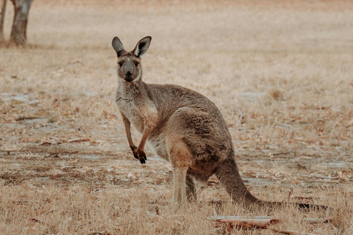 Kangaroo On Cockatoo Lane