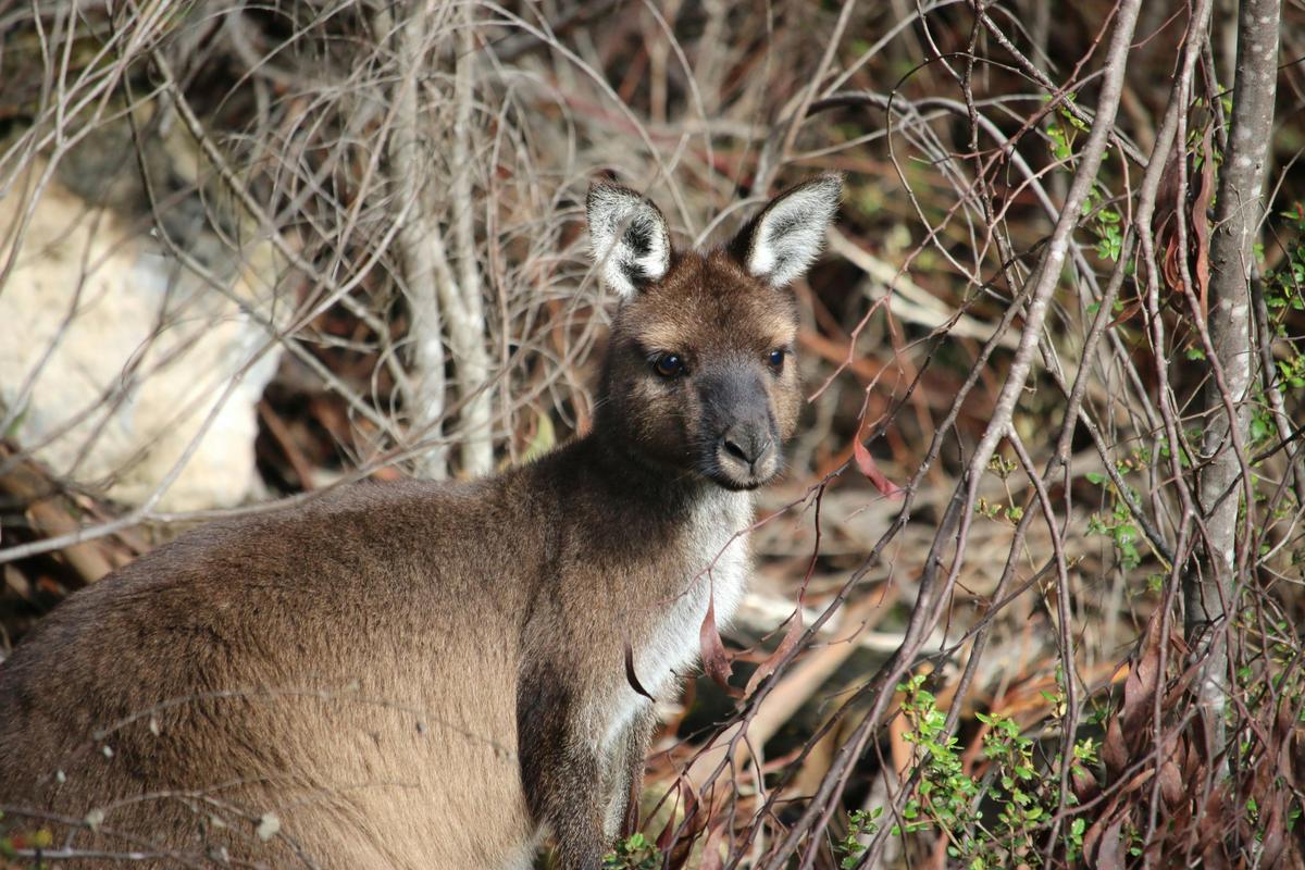Karta Pintingga / Kangaroo Island - South Australia - 5 Days