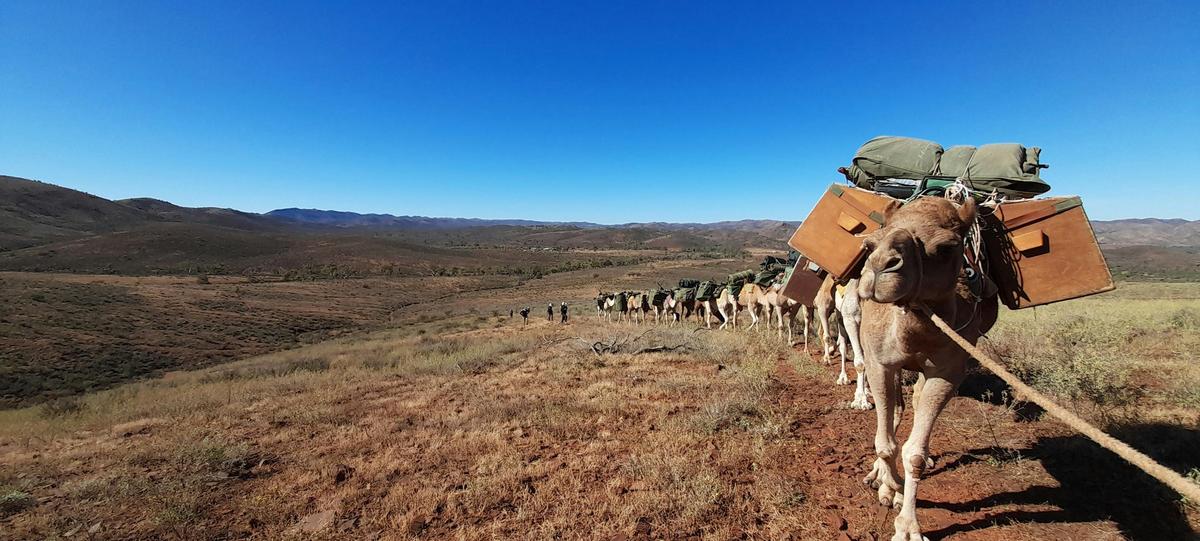 Ikara-Flinders Ranges with Camels - South Australia - 9 Days