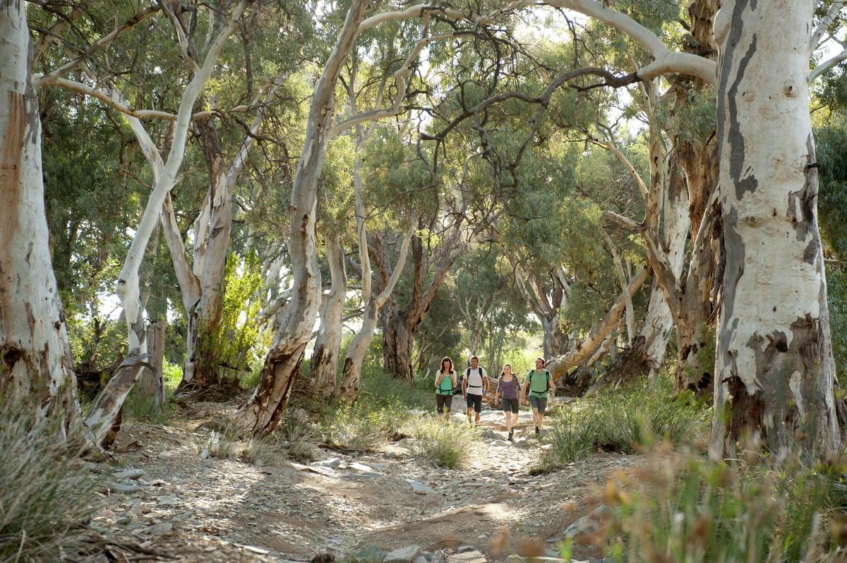 Ikara-Flinders Ranges - South Australia - 5 Days