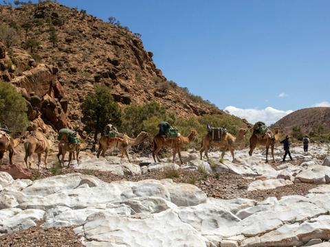 Ikara-Flinders Ranges with Camels - South Australia - 9 Days