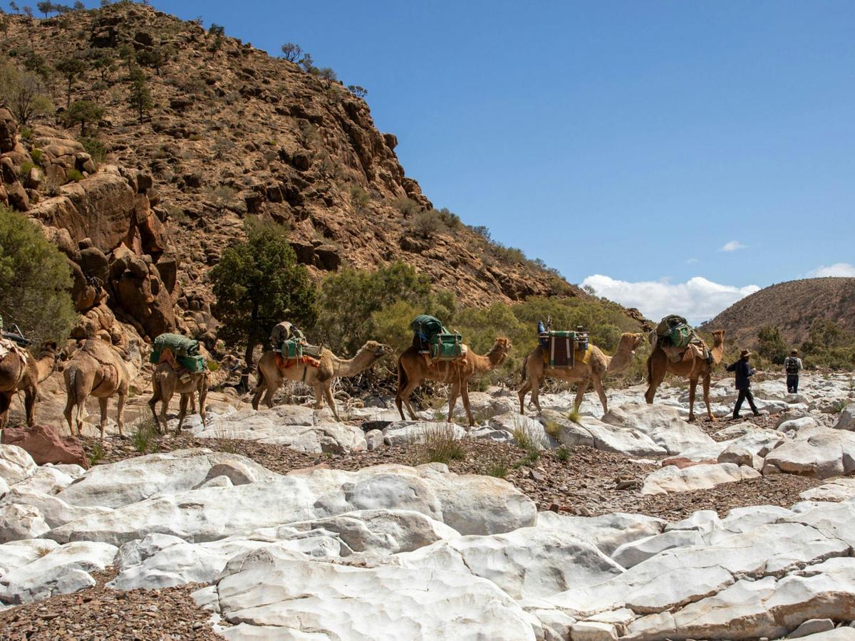 Ikara-Flinders Ranges with Camels - South Australia - 9 Days