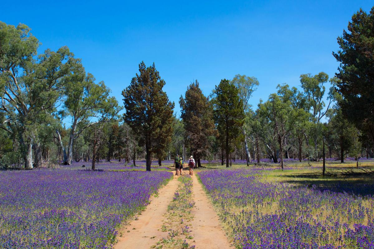 Ikara-Flinders Ranges - South Australia - 5 Days