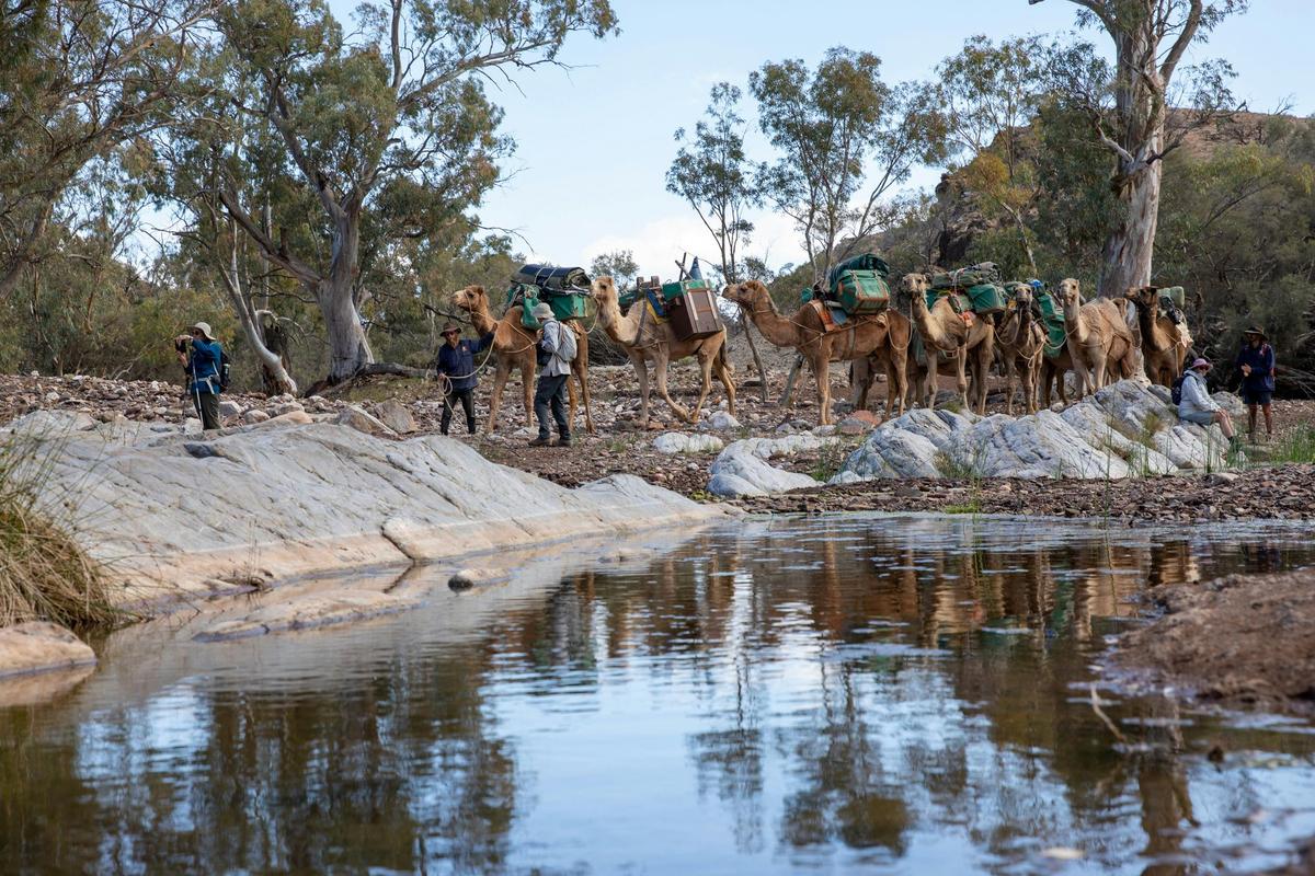 Ikara-Flinders Ranges with Camels - South Australia - 9 Days