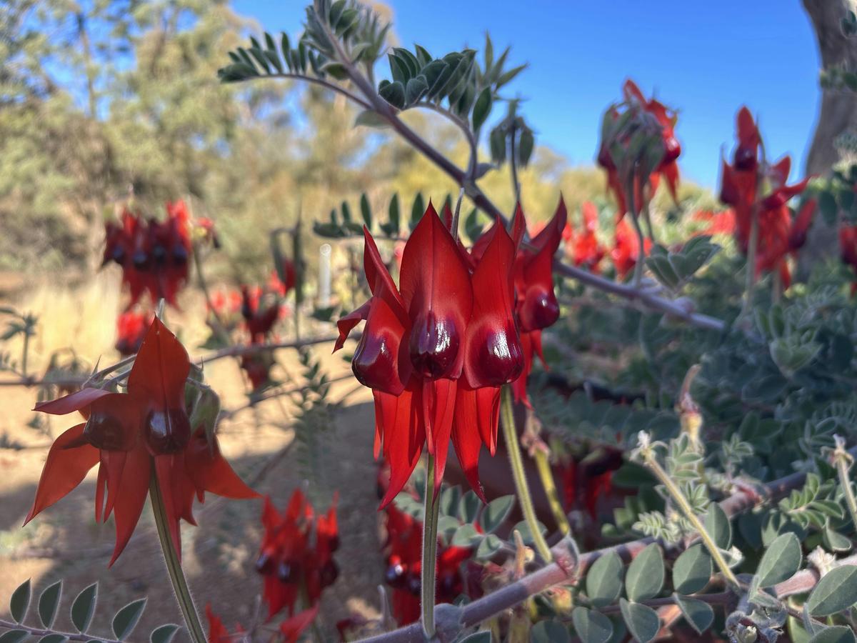 Ikara-Flinders Ranges - South Australia - 5 Days