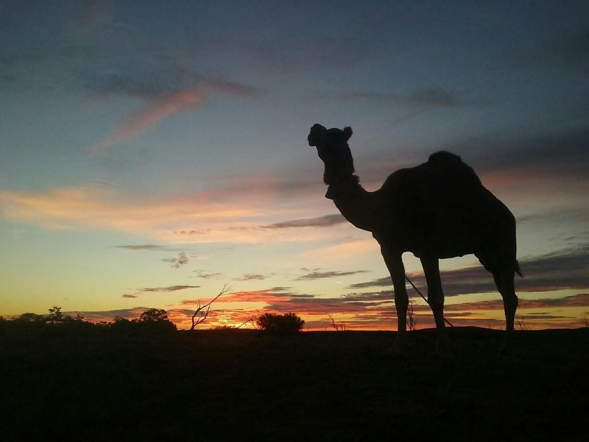 Ikara-Flinders Ranges with Camels - South Australia - 9 Days