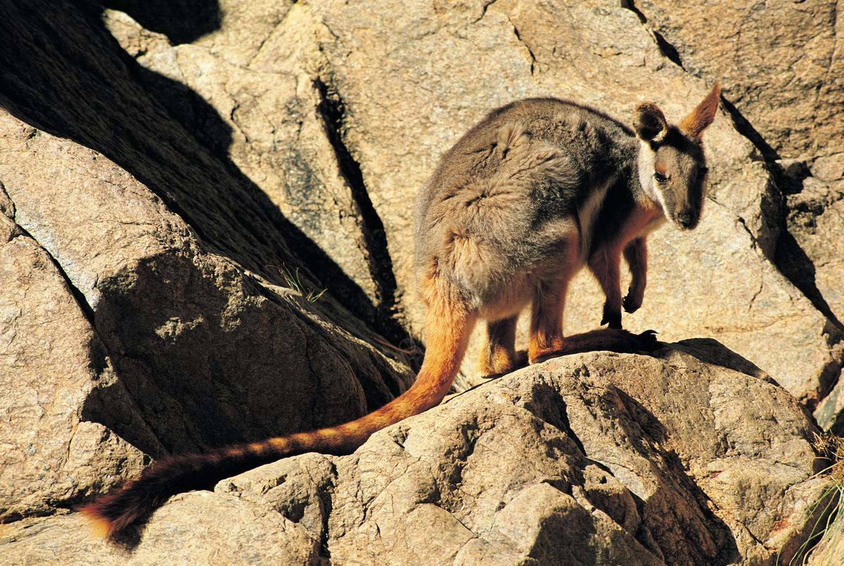 Yellow Footed Rock Wallaby