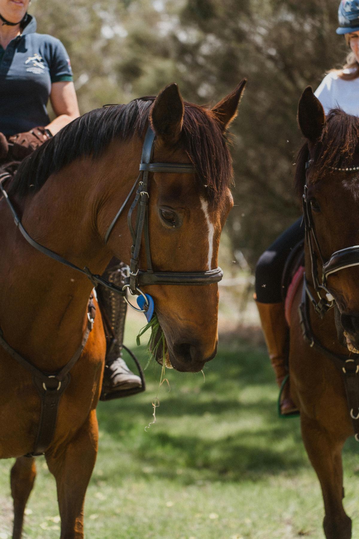Romantic Private Horse Trail Ride Package at Petaluma