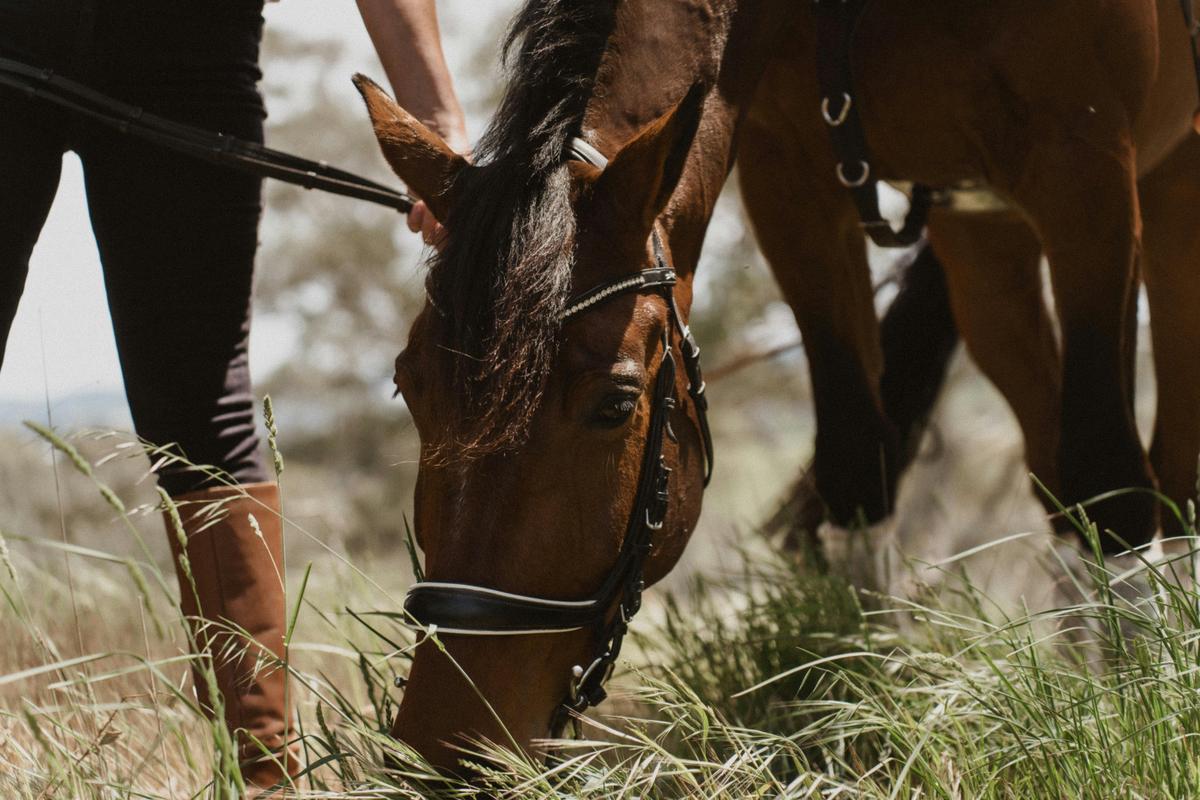 Romantic Private Horse Trail Ride Package at Petaluma