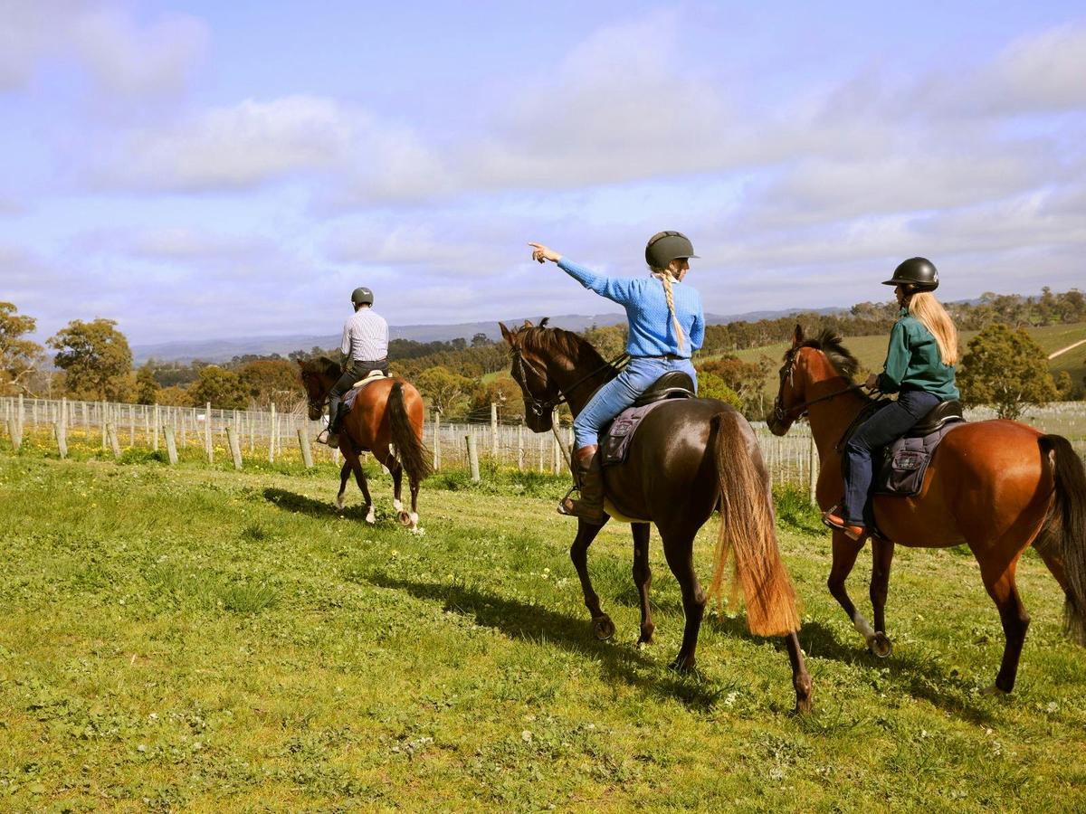 Petaluma Wines & Horse-Riding Experiences
