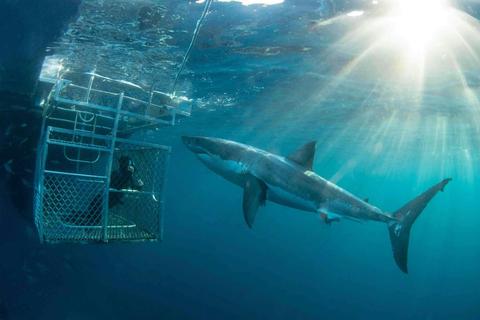 Great White Expedition (4 Nights)