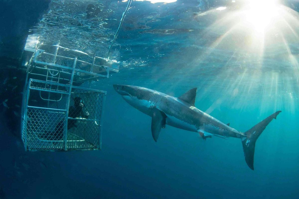 Great White Expedition (4 Nights)