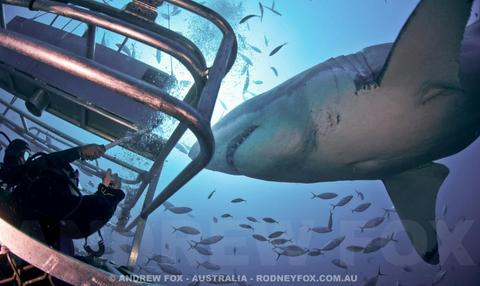 Great White Expedition (4 Days/3 Nights)