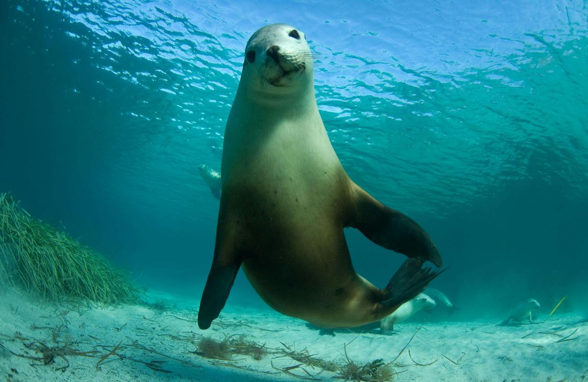 Great White Winter Safari (5 Days/Nights)