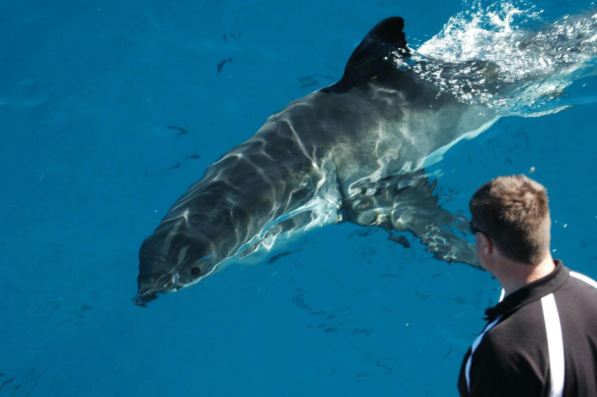 Great White Expedition (4 Days/3 Nights)