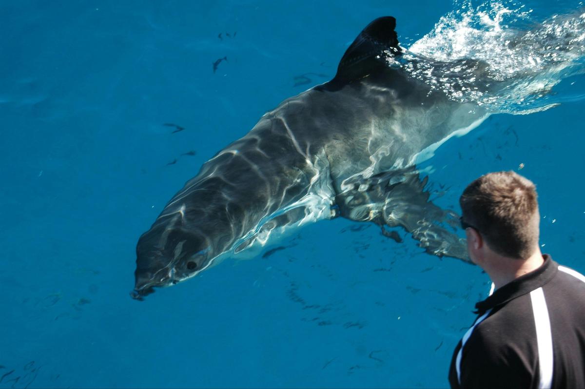 Andrew Fox Dorsal Fin Shark ID