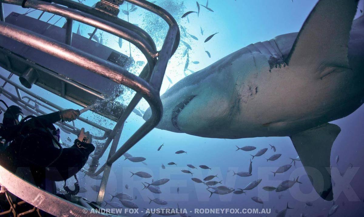 Great White Shark Expedition (5 Nights)