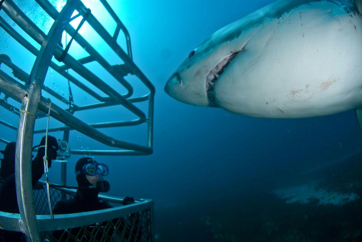 Great White Shark Expedition (5 Nights)