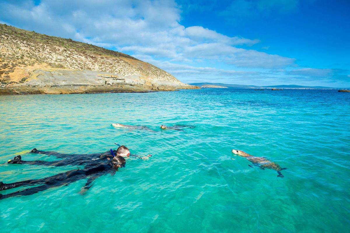 Great White Shark Expedition (3 Nights)