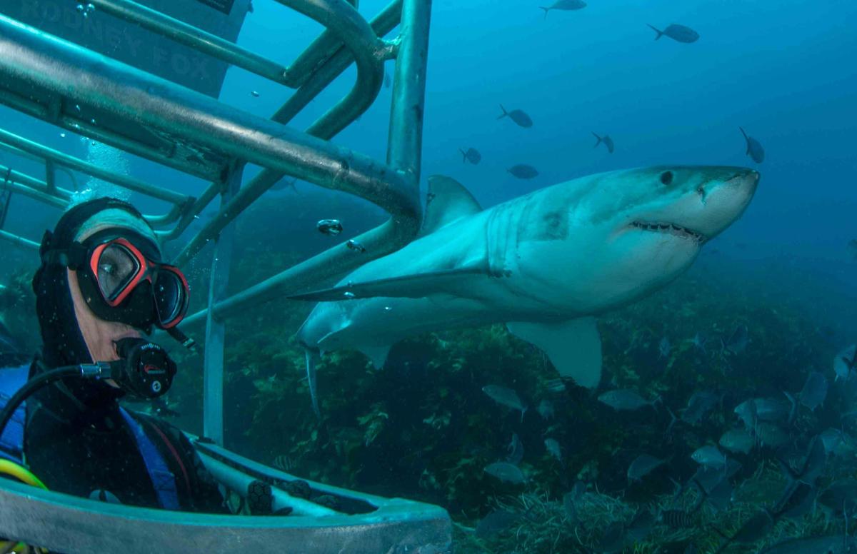 Great White Shark Expedition (5 Nights)