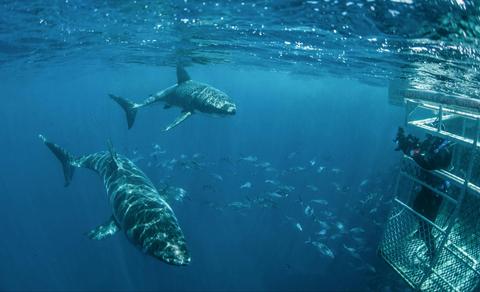 Rodney Fox Shark Expeditions