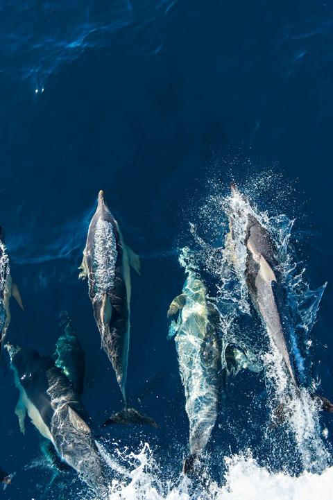 Great White Shark Expedition (5 Nights)