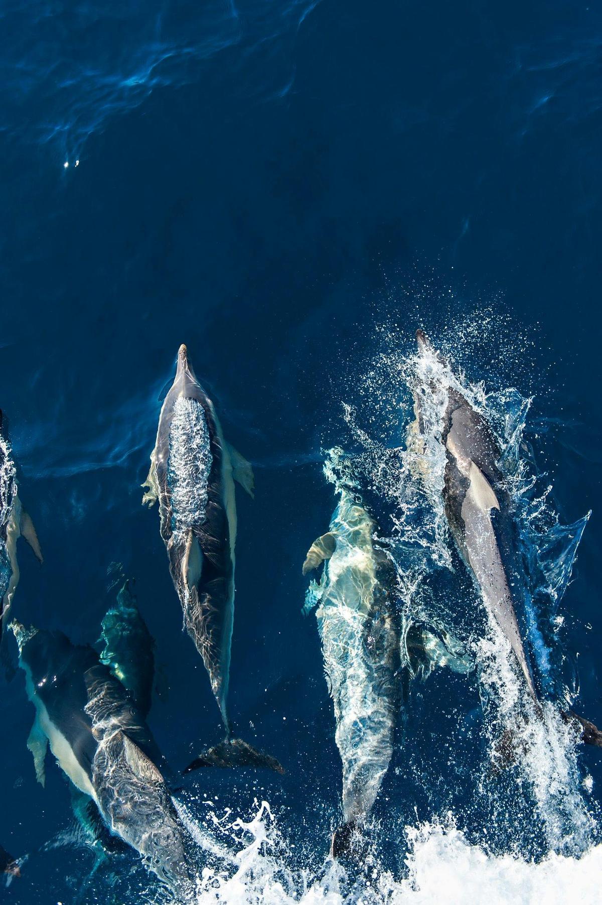 Great White Shark Expedition (5 Nights)