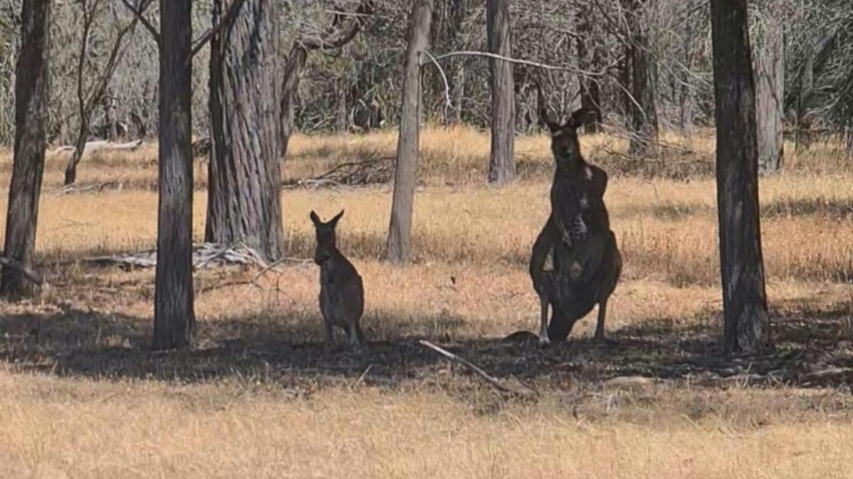 Sandy Hill: Lyndoch, Barossa Valley
