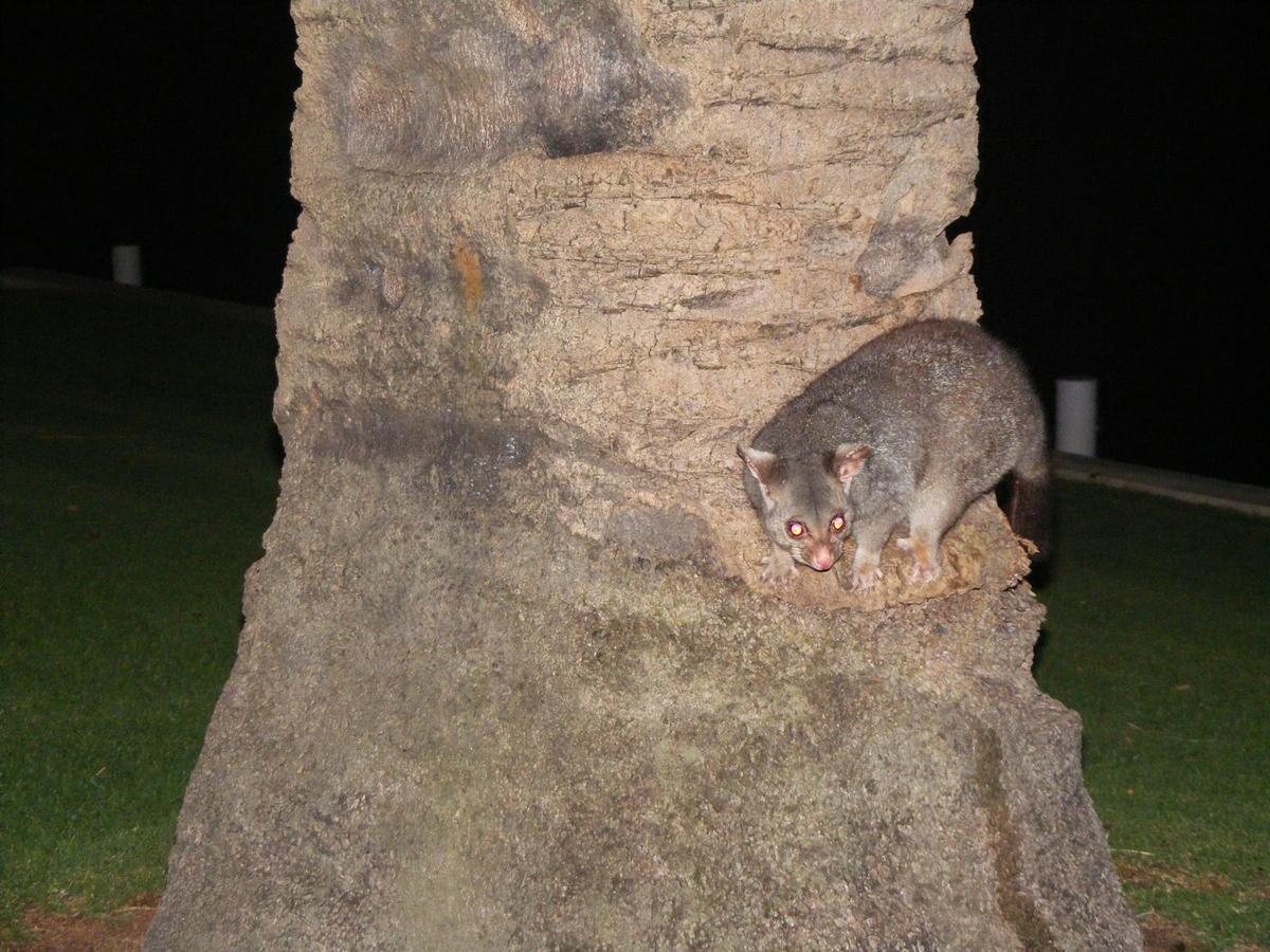 Possum Parade