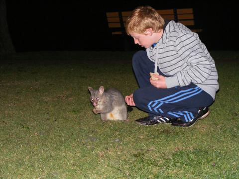 Possum Parade