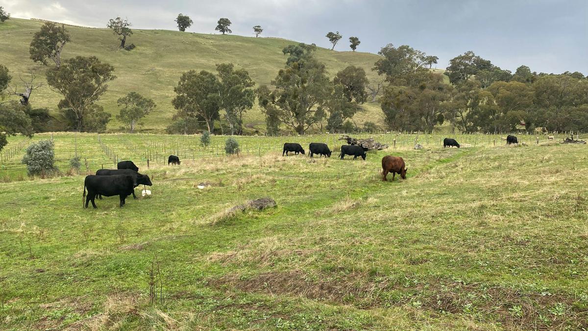 Rocky Valley Barossa Hideaway
