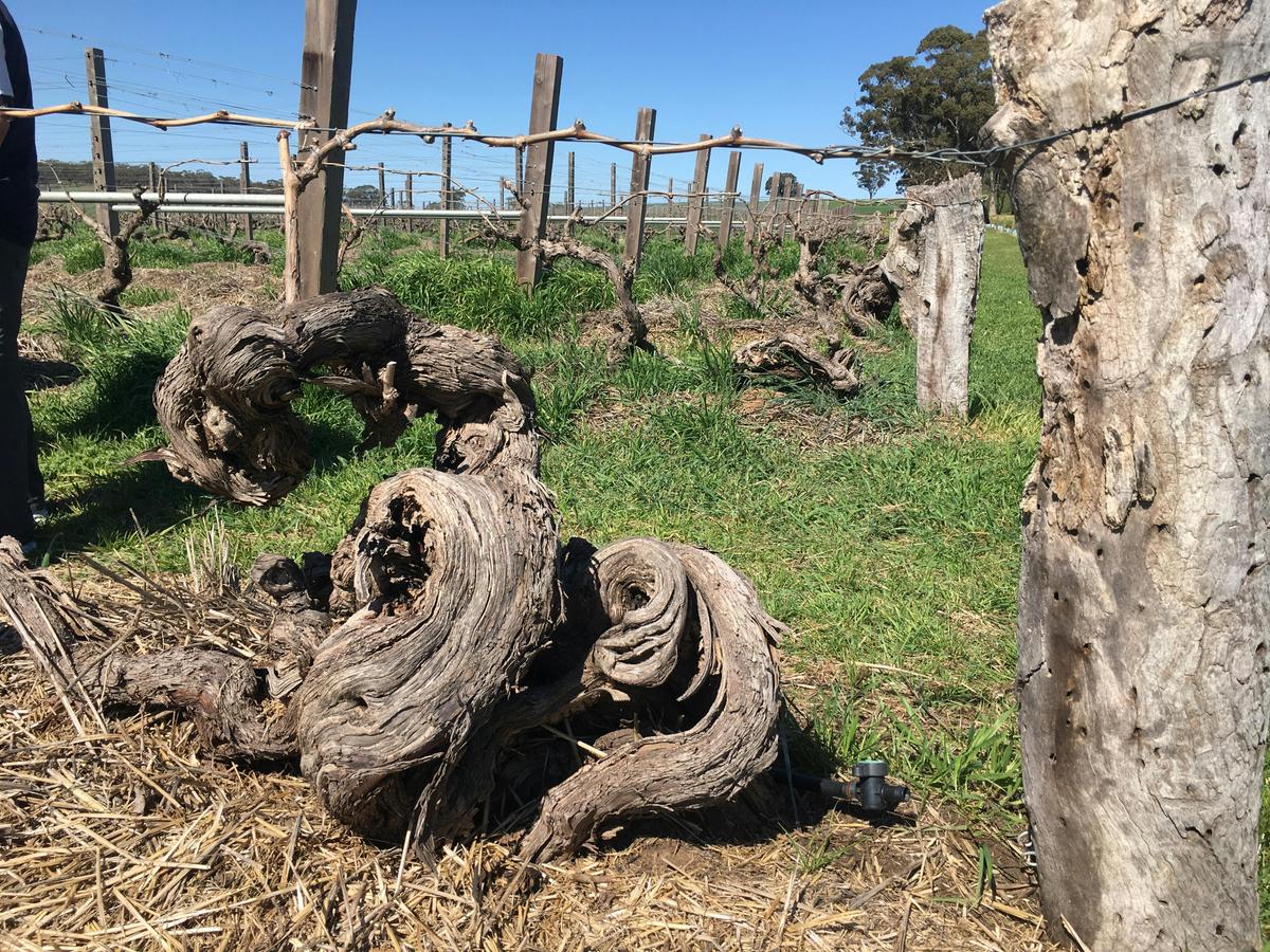 The Barossa's Icons