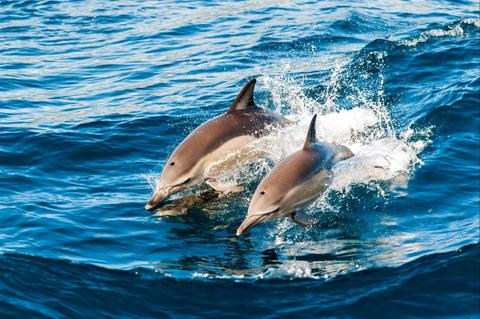 Self-Drive Package: Four Day Emu Bay Wine and Wildlife