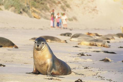 Day Tour: Kangaroo Island Experience
