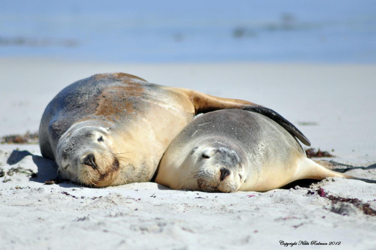 Four Day Adelaide, Barossa and Kangaroo Island - Short Break