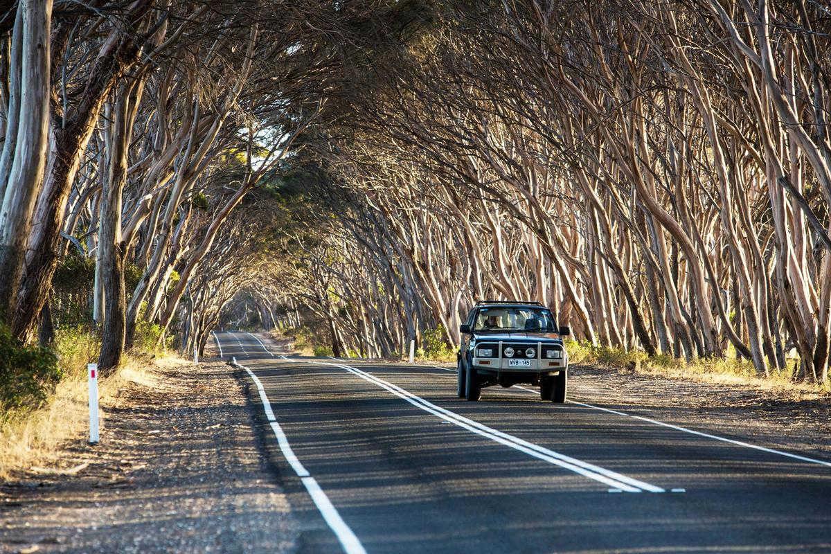 Self-Drive Package: Three Day Glamping & The Fig Tree