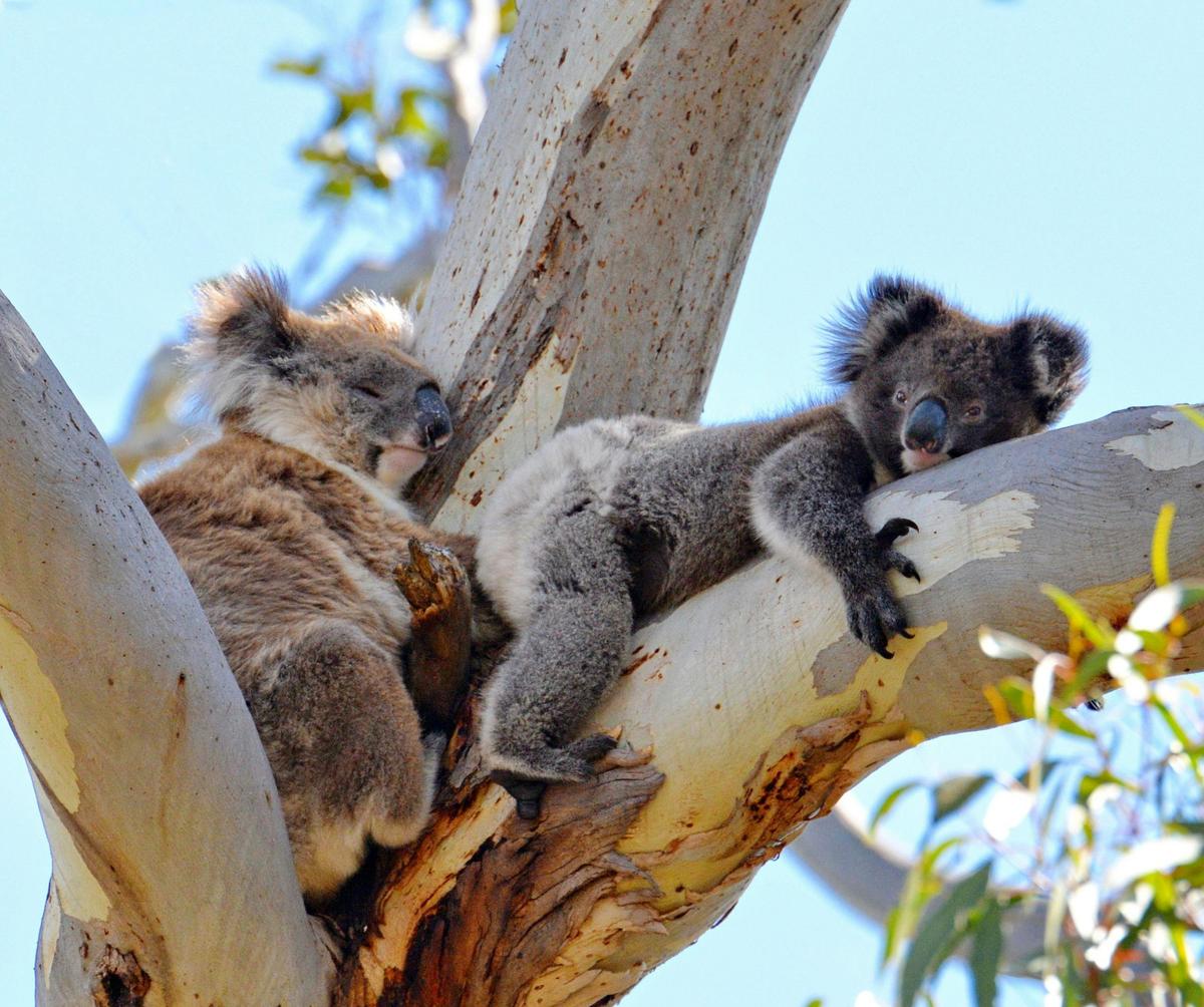 Day Tour: Kangaroo Island Experience